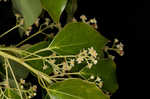 Camphortree